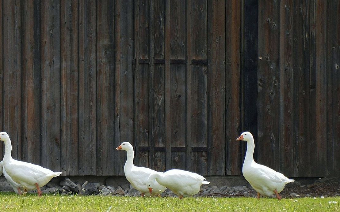 Çiftlikten gelen serbest dolaşan tavuk eti